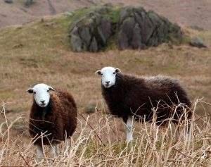 Sheep Spotting Lake District