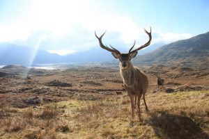 red deer in Lake District