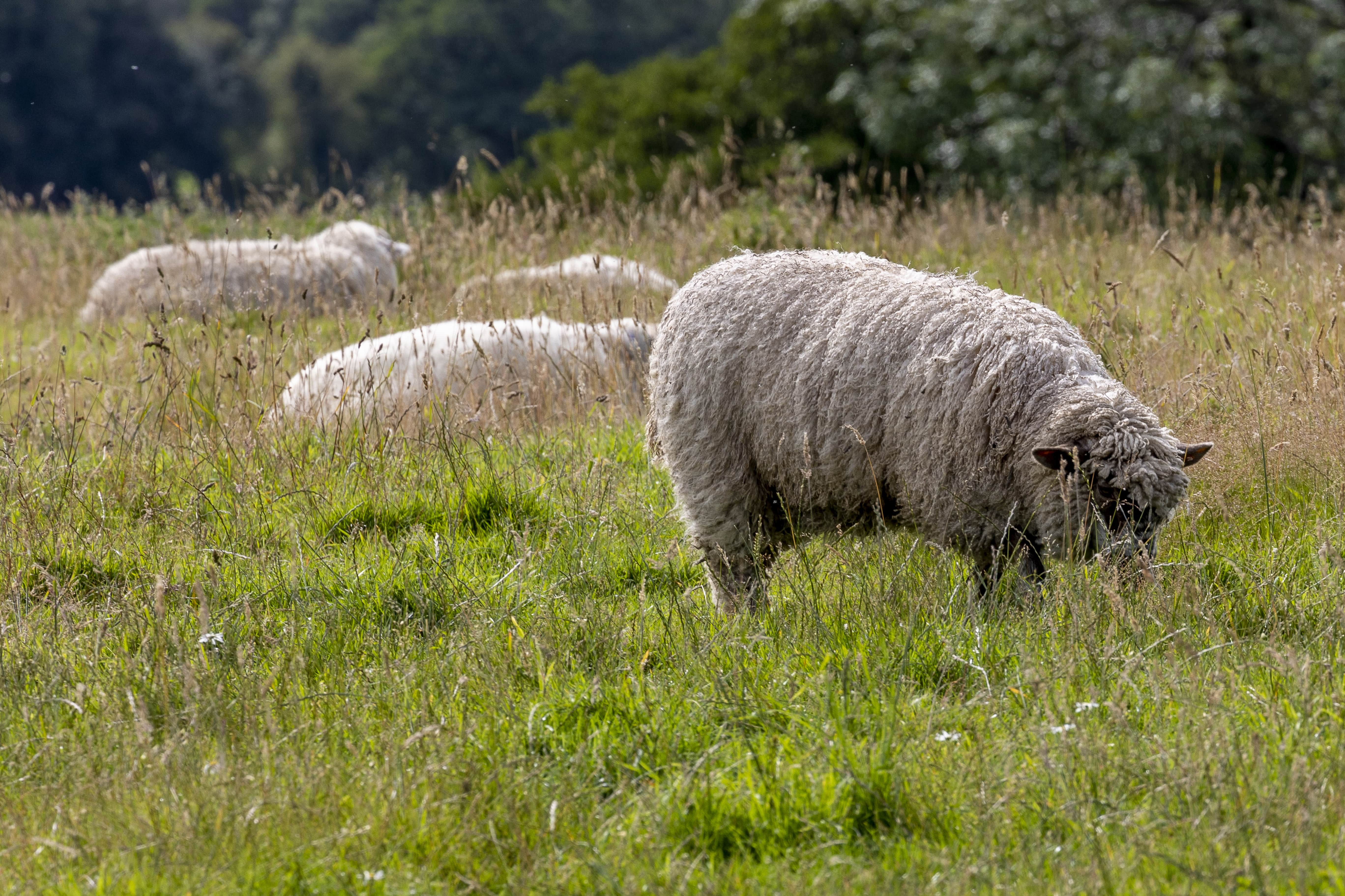 Sheep grazing in field in North Yorkshire, UK